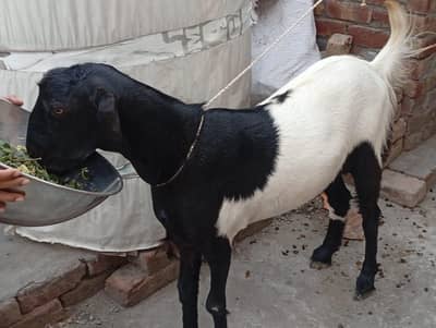 bakra for kurbani