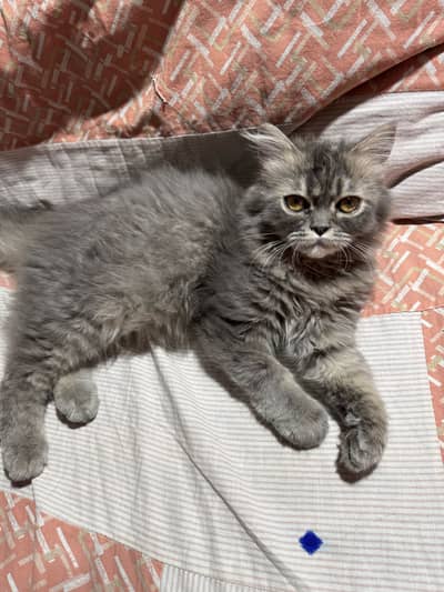Gray cat