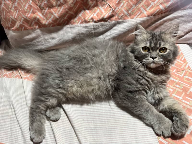 Gray cat 1