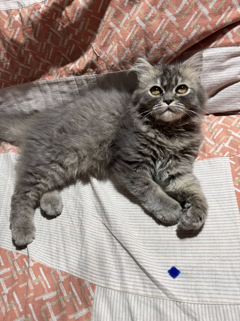 Gray cat 2