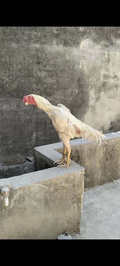 German Shamo | White Shamo | Male For Sale|