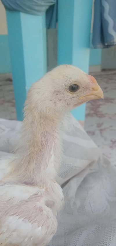 1 month indian parrot beak chicks for sale watsap 03439063395