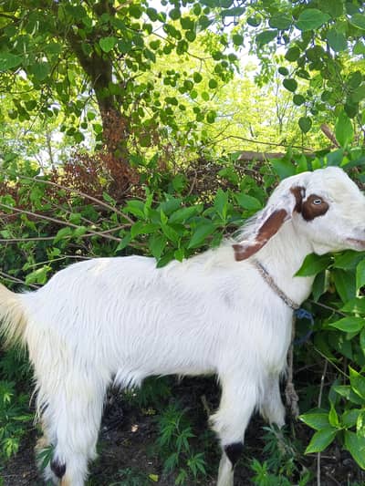 qurbani ka liya bakra