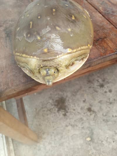 kachwa