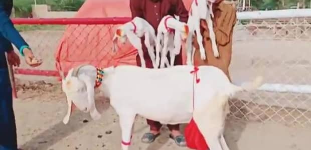 3 butcher vali Rajan puri bakri for sale. 03207353028