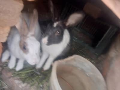 tow rabbit for sell one male one female