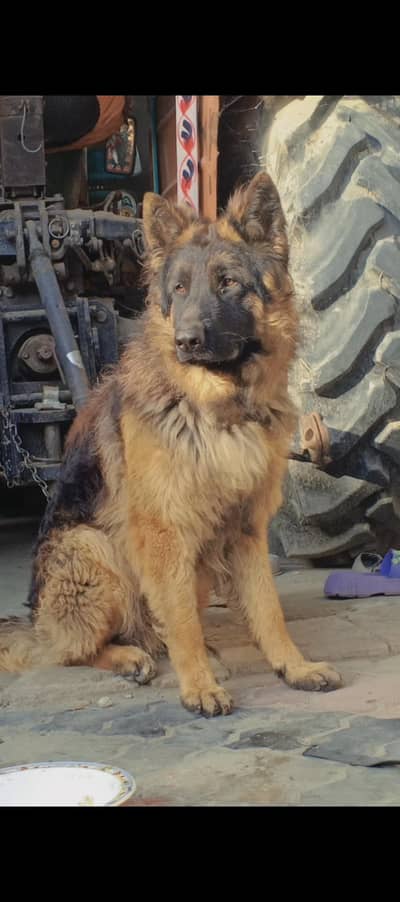 full trained dog full security dog for home