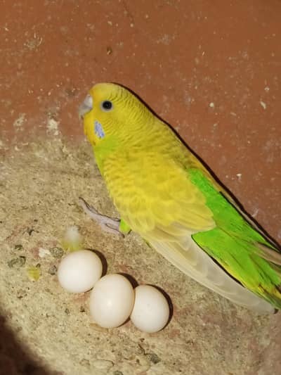 Australian parrot breeder pair male and female  2nd cluch 3 eggs lying
