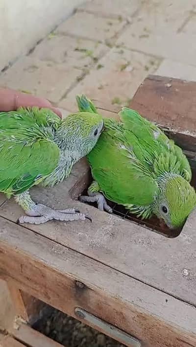 2 bachy covered both male