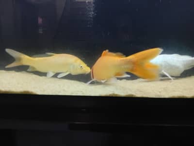 big fish pair 100% healthy
