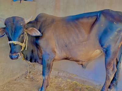 Bell male