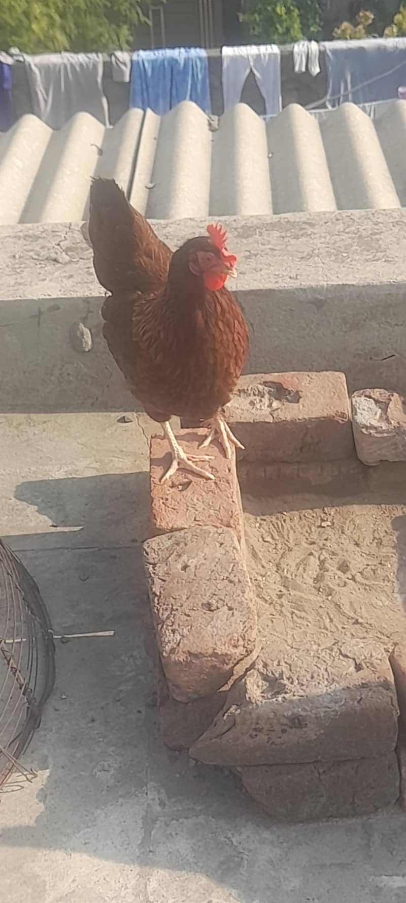 desi misri pair 2