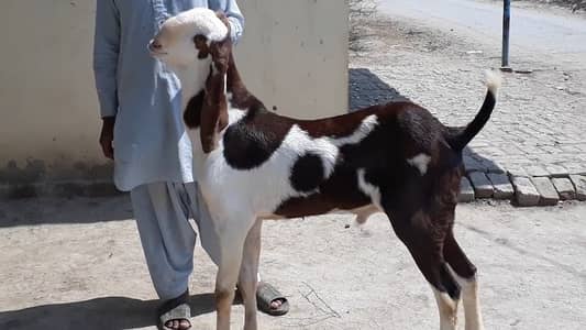 gulabi Bakra for sale 0332-74-15-379