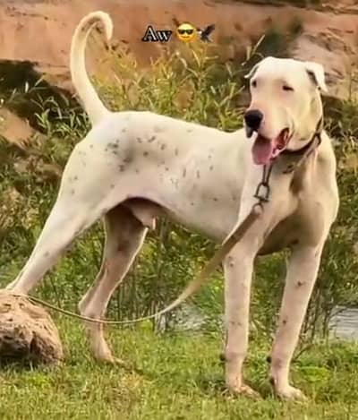 pewar bully dog 18 month aje 32 inch full fatar available for sale