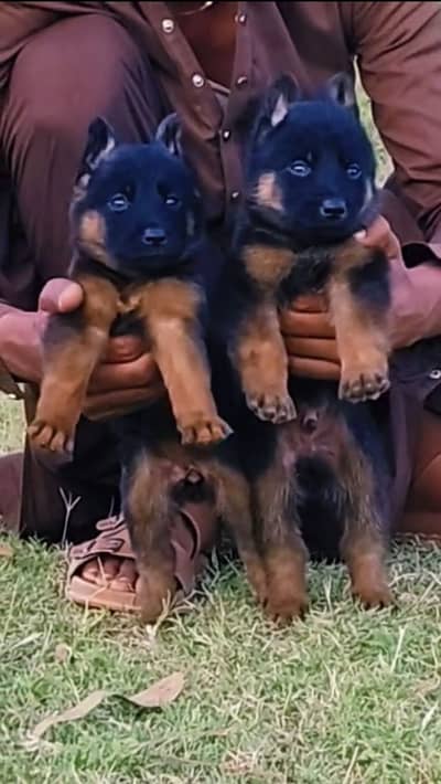 German Shepherd double coat for puppy 2months for sale