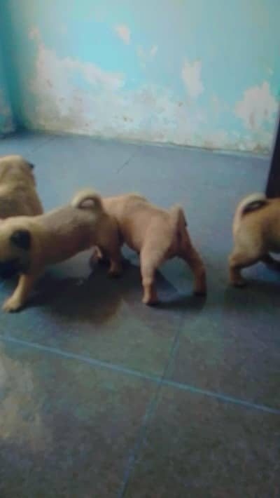 Premium Quality Pug Puppy-