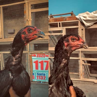 2 pakoye females high quality
