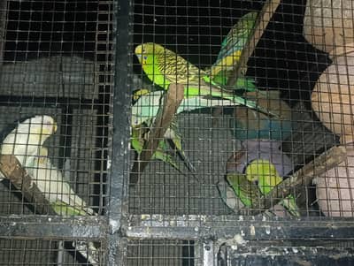 budgies