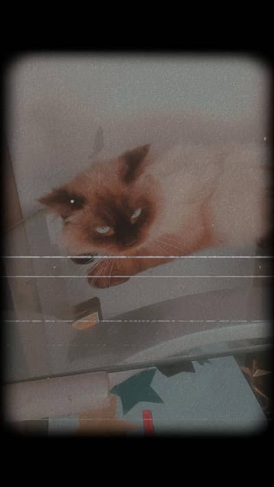 cats 