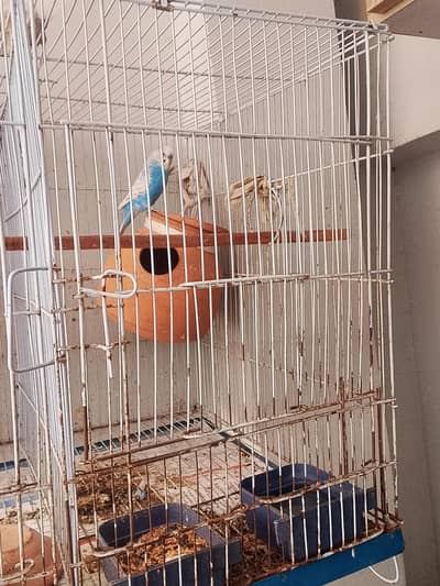 Breeder pair with chik and cage