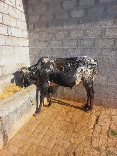 Beautiful qurbani wale vehry for sale
