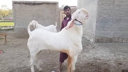 desi Bakra for sale call me/ 03274970754)