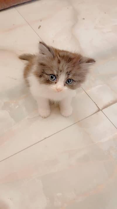 Cute Persian cat for sale