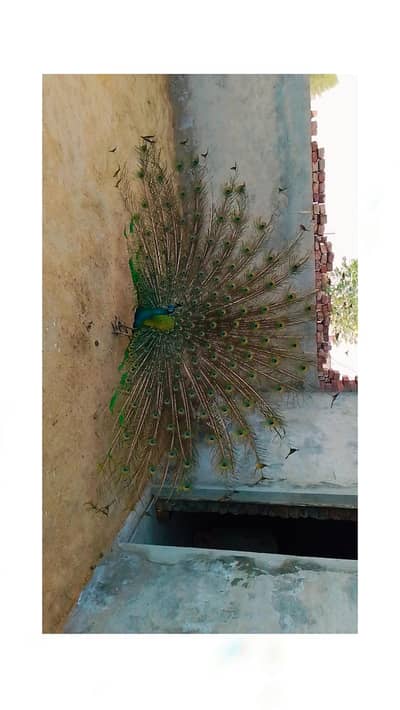 very very beautiful peacock