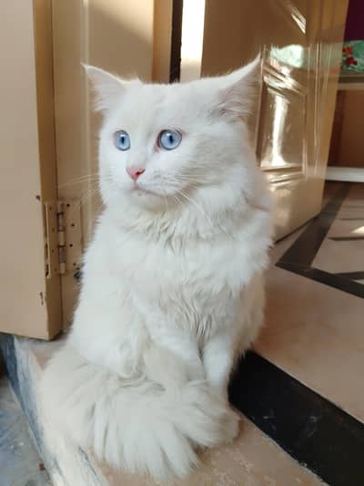 Persian cat for sale