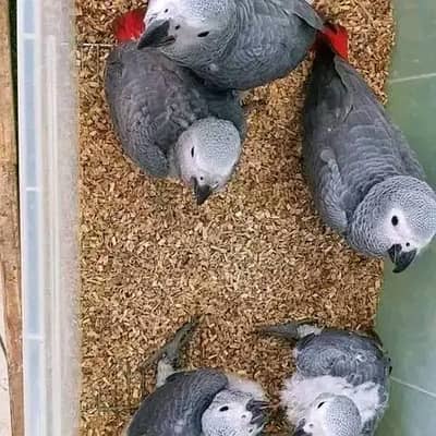 African grey parrot chicks for sale 03215248765
