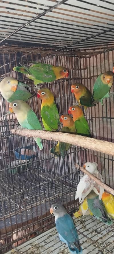love bird pathy