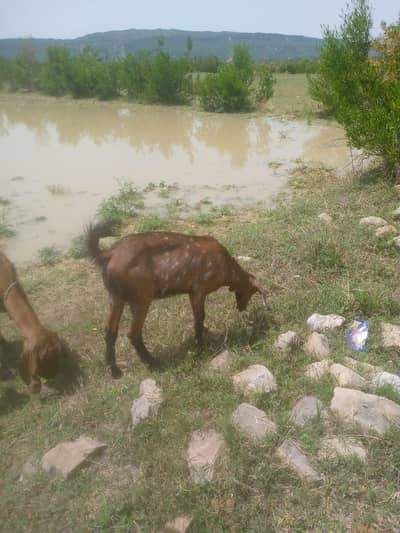 qurbani kaliay path for sale