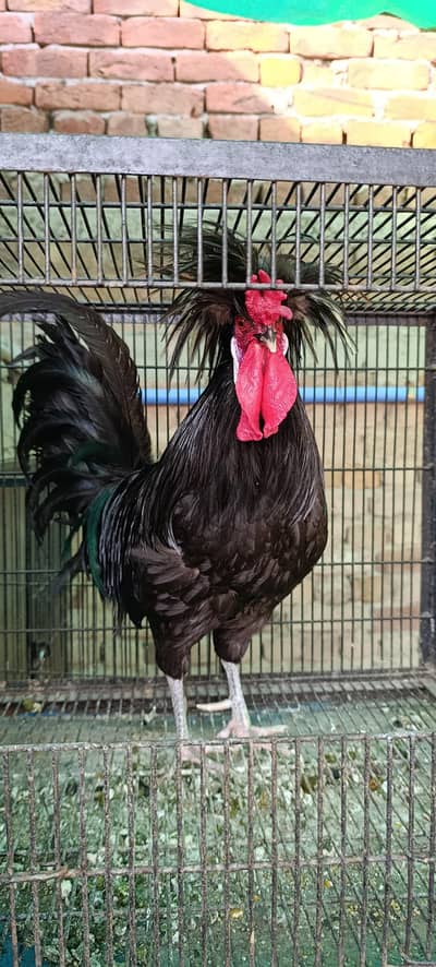 polish | black polish | polish male | breeder fancy male 03096360200