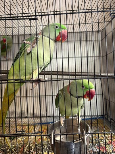 Raw parrot Male, pair