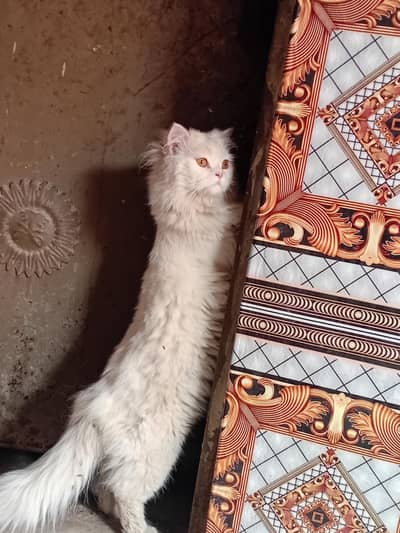 free Persian cat