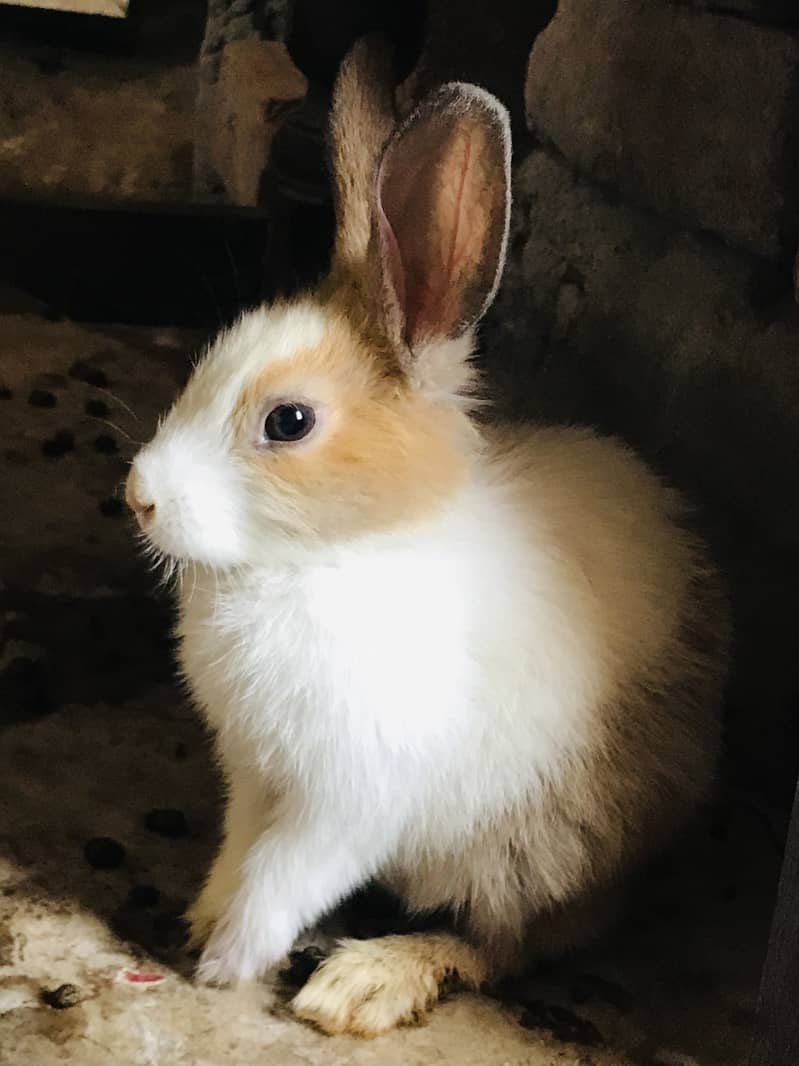 Rabbits 0