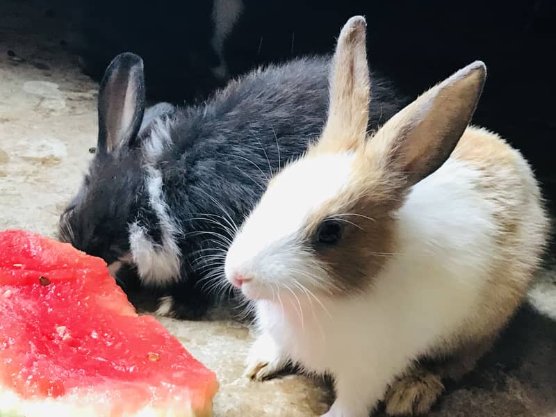Rabbits 1