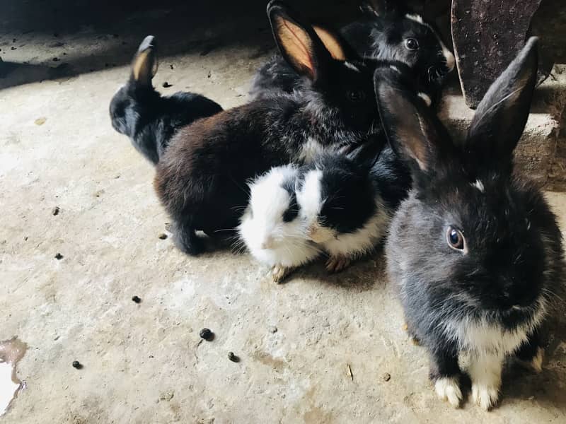 Rabbits 2
