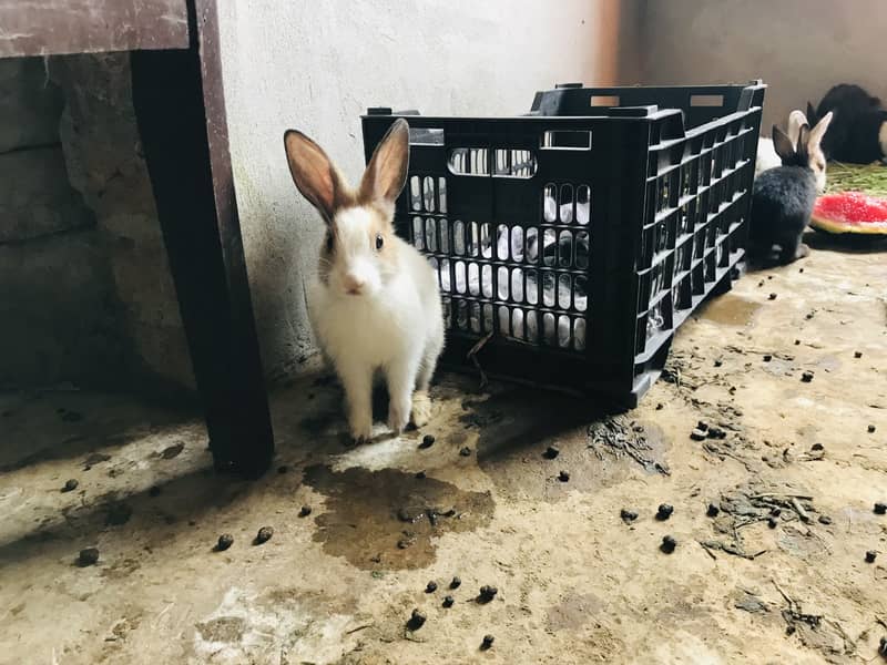 Rabbits 3