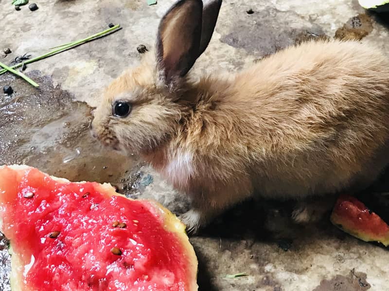 Rabbits 4
