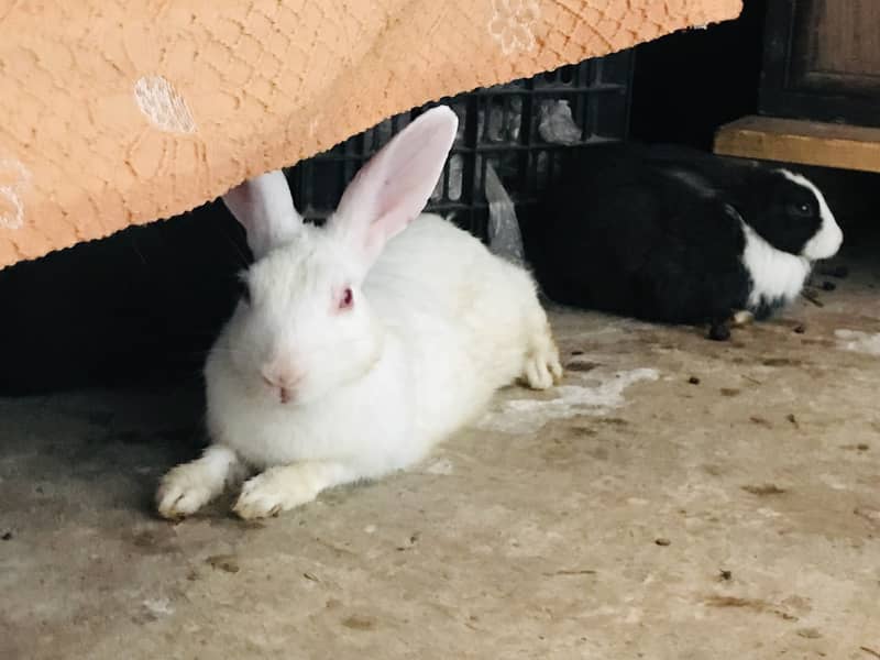 Rabbits 6