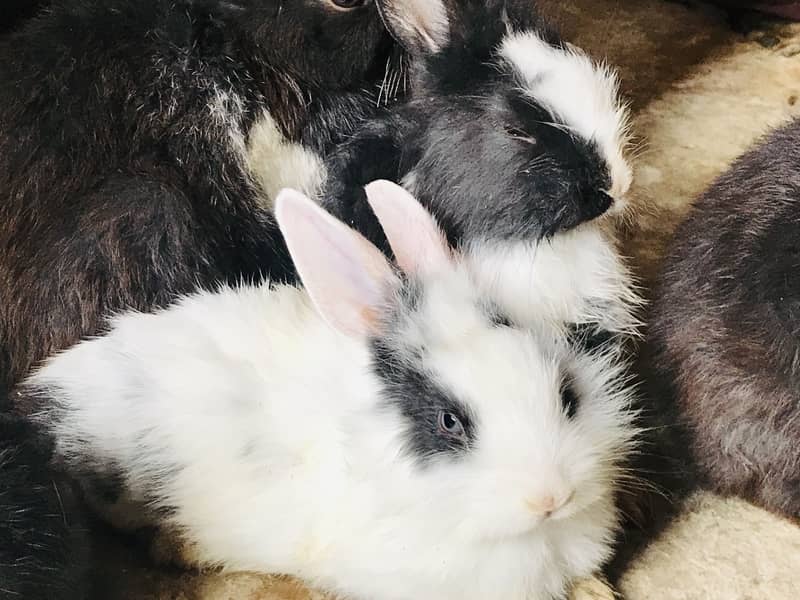 Rabbits 7
