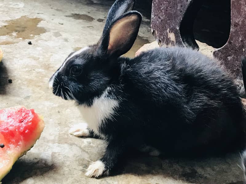 Rabbits 8