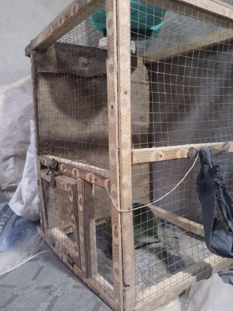 آسٹریلین طوطا اور پنجرہ 4