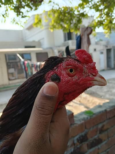 Mianwali aseel patha for sale