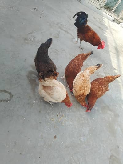 5 Murgiya 1 Murgy