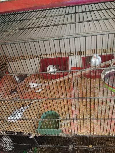 diamond Pide dove 12 pec