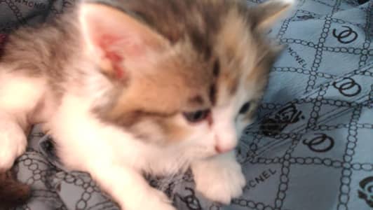 persian cat kids white