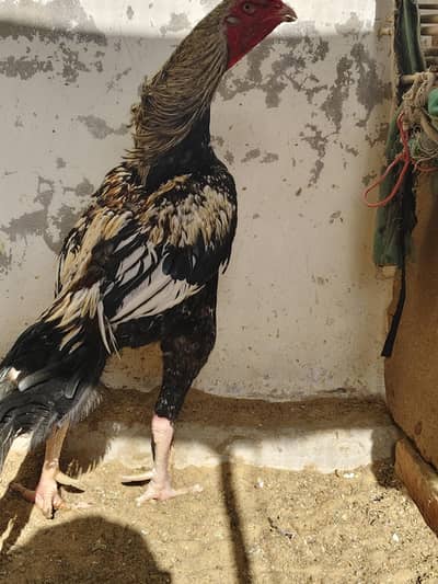 Aseel java Male