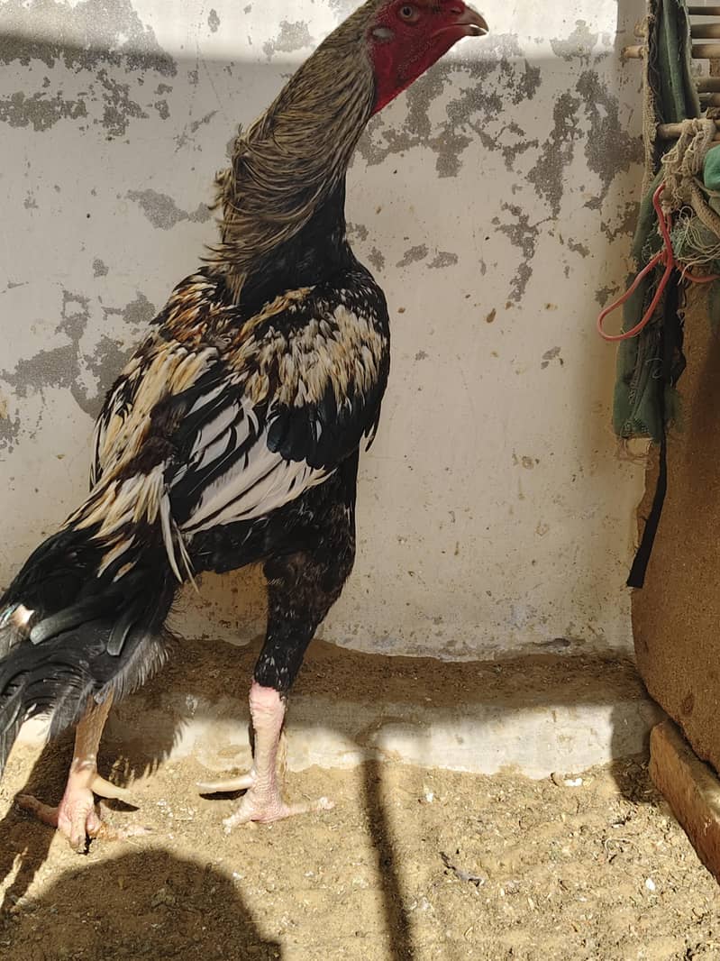Aseel java Male 0